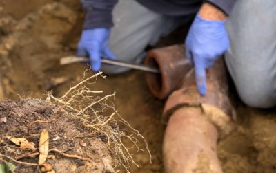 5 Signs of Tree Roots Clogging Sewer Lines
